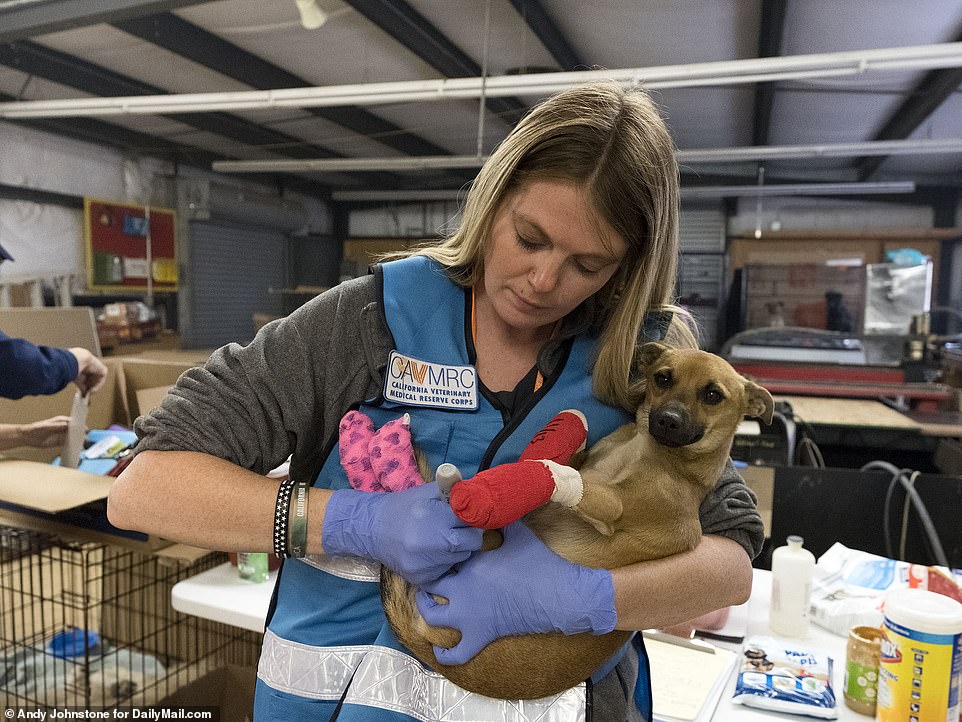 California Wildfire: See Photos Of Abandoned Hospital For Stranded Animals